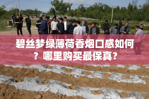 碧丝梦绿薄荷香烟口感如何？哪里购买最保真？