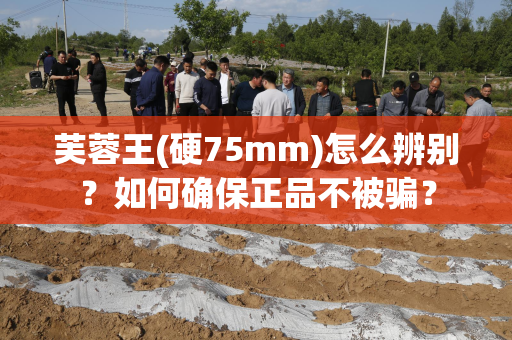 芙蓉王(硬75mm)怎么辨别？如何确保正品不被骗？
